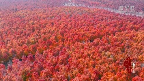 枫林视频,捕捉生活瞬间，展现人间真情