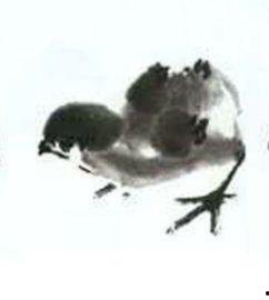 徐湛小鸡画法视频,轻松掌握可爱小鸡绘画技巧